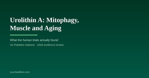 Urolithin A: Mitophagy, Muscle and Aging | yourhealthier.com