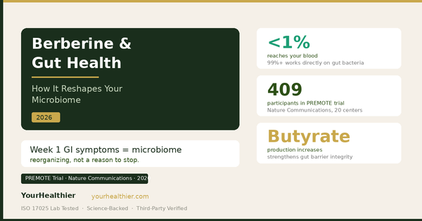 Berberine and Gut Health: How It Reshapes Your Microbiome