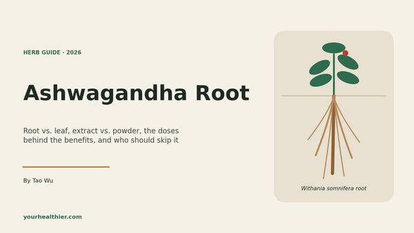 Ashwagandha root guide 2026 cover image from yourhealthier.com